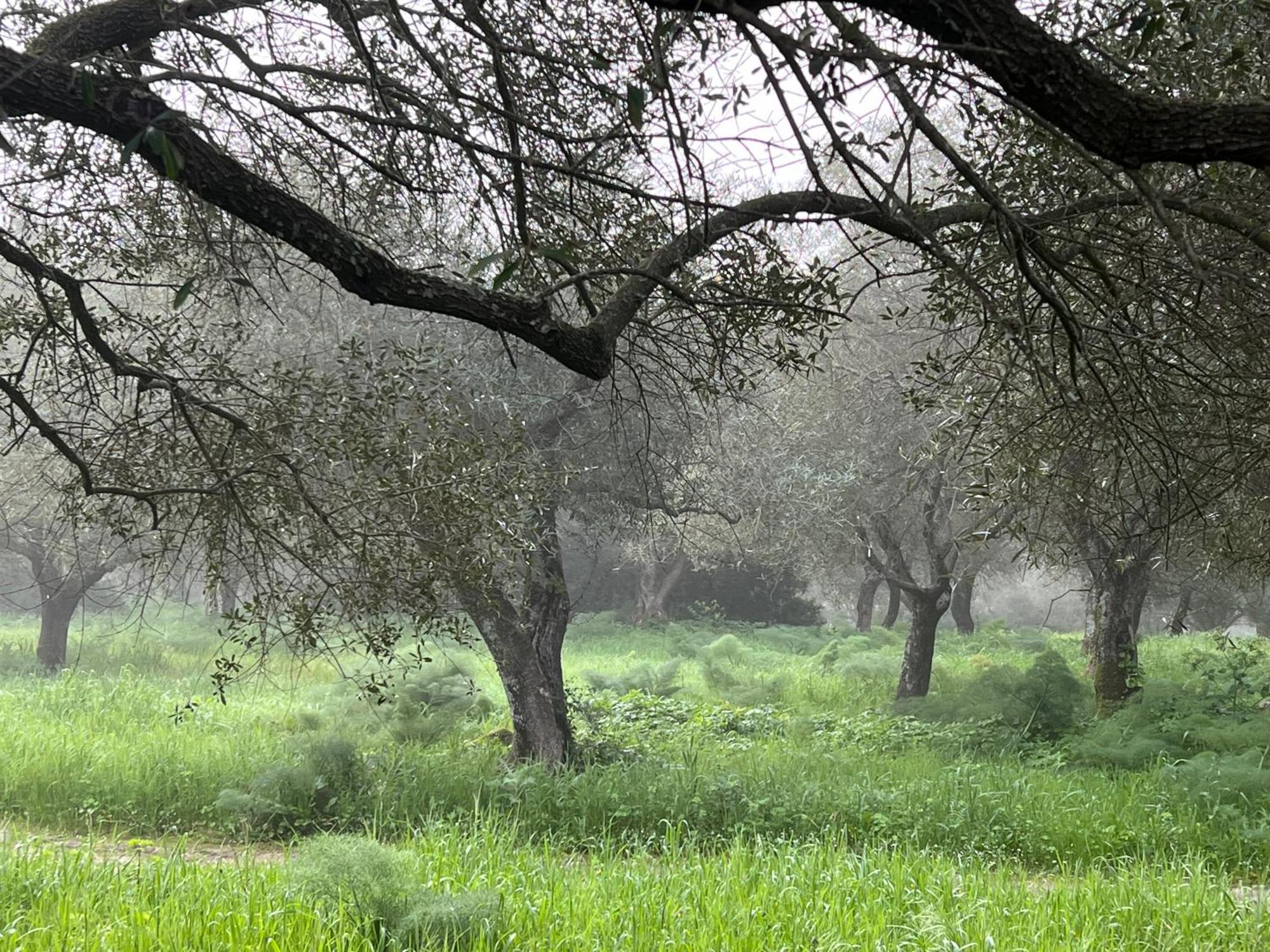 Muristene Pozzo Santa Cristina Paulilatino Esterno foto